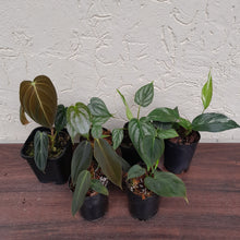 Load image into Gallery viewer, Aroid Pack - 6 x Plants