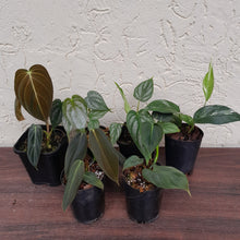 Load image into Gallery viewer, Aroid Pack - 6 x Plants
