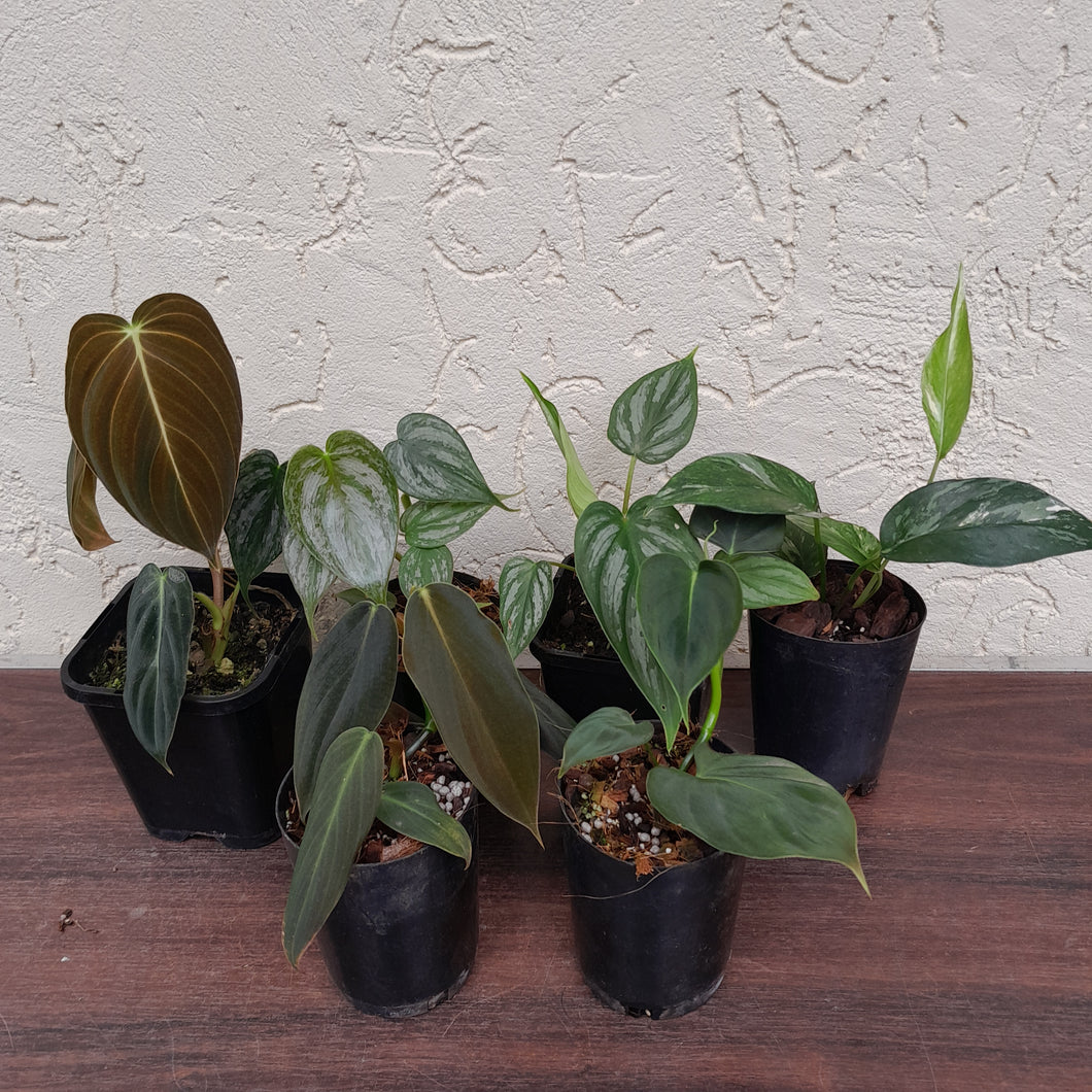 Aroid Pack - 6 x Plants