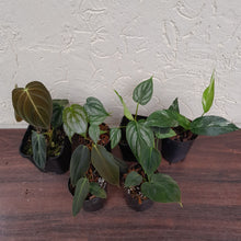 Load image into Gallery viewer, Aroid Pack - 6 x Plants