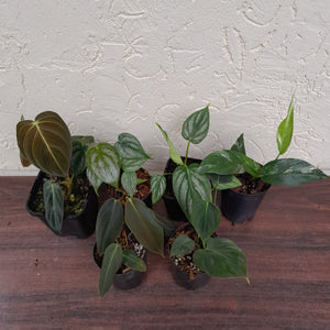 Aroid Pack - 6 x Plants