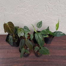 Load image into Gallery viewer, Aroid Pack - 6 x Plants