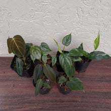 Load image into Gallery viewer, Aroid Pack - 6 x Plants