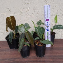 Load image into Gallery viewer, Aroid Pack - 6 x Plants