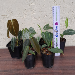 Aroid Pack - 6 x Plants