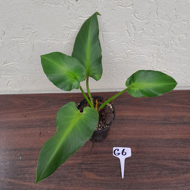 #G6 Philodendron Rugosum - Aberrant Form