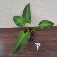 Load image into Gallery viewer, #G6 Philodendron Rugosum - Aberrant Form