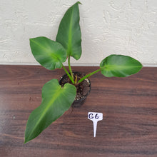Load image into Gallery viewer, #G6 Philodendron Rugosum - Aberrant Form