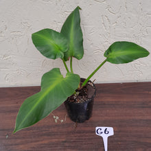 Load image into Gallery viewer, #G6 Philodendron Rugosum - Aberrant Form