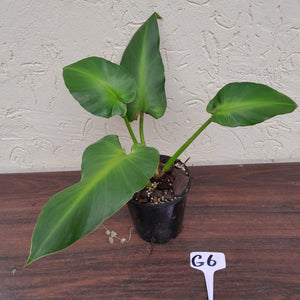 #G6 Philodendron Rugosum - Aberrant Form