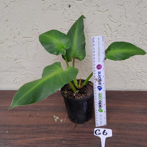 #G6 Philodendron Rugosum - Aberrant Form