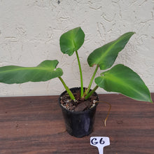 Load image into Gallery viewer, #G6 Philodendron Rugosum - Aberrant Form