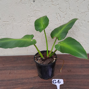 #G6 Philodendron Rugosum - Aberrant Form