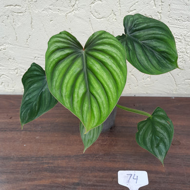 #74 Philodendron Plowmanii - Round Form