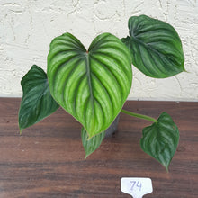 Load image into Gallery viewer, #74 Philodendron Plowmanii - Round Form
