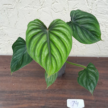 Load image into Gallery viewer, #74 Philodendron Plowmanii - Round Form