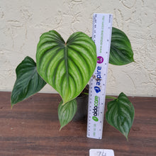 Load image into Gallery viewer, #74 Philodendron Plowmanii - Round Form