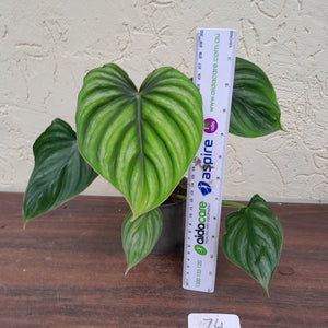 #74 Philodendron Plowmanii - Round Form