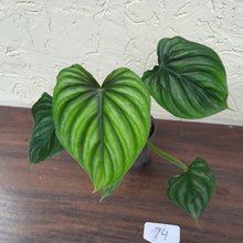 Load image into Gallery viewer, #74 Philodendron Plowmanii - Round Form