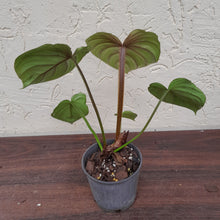 Load image into Gallery viewer, #74 Philodendron Plowmanii - Round Form