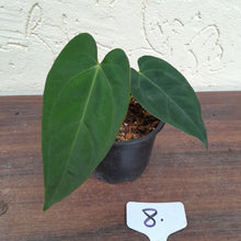 Load image into Gallery viewer, #8 Anthurium Pandurilaminum x