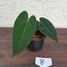 Load image into Gallery viewer, #8 Anthurium Pandurilaminum x