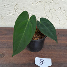 Load image into Gallery viewer, #8 Anthurium Pandurilaminum x