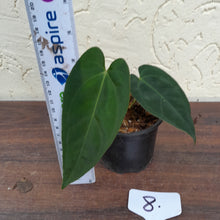 Load image into Gallery viewer, #8 Anthurium Pandurilaminum x
