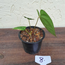 Load image into Gallery viewer, #8 Anthurium Pandurilaminum x
