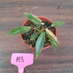 #M3 Variegated Philodendron Joepii