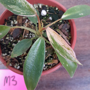 #M3 Variegated Philodendron Joepii