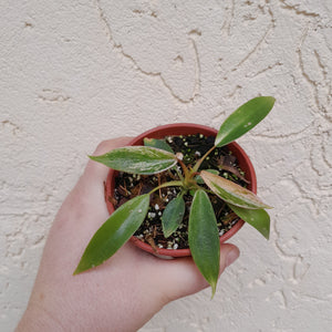 #M3 Variegated Philodendron Joepii