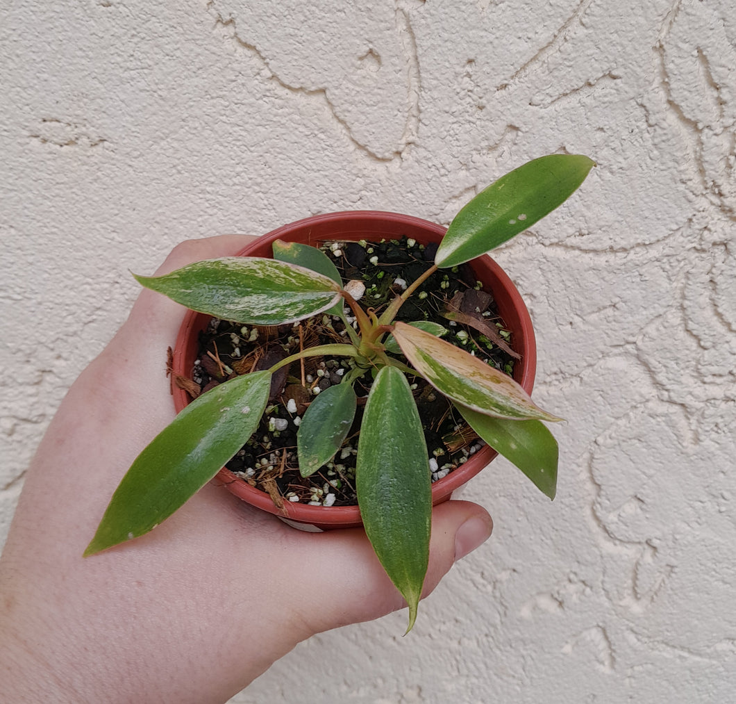 #M3 Variegated Philodendron Joepii