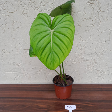 #56 Philodendron Dean Mcdowell