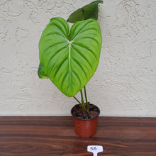 Load image into Gallery viewer, #56 Philodendron Dean Mcdowell