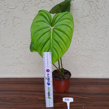 Load image into Gallery viewer, #56 Philodendron Dean Mcdowell