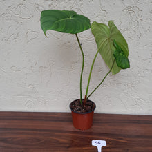 Load image into Gallery viewer, #56 Philodendron Dean Mcdowell