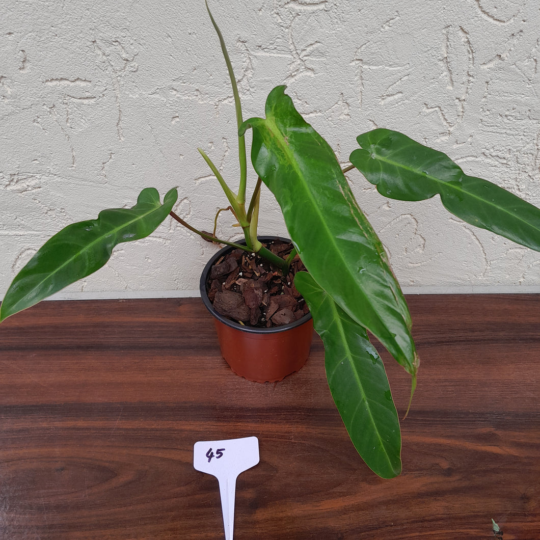 #45 Philodendron Bernardopazii