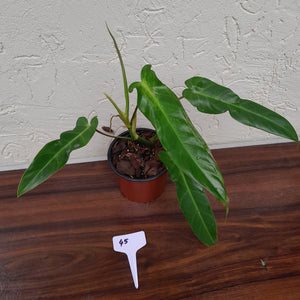 #45 Philodendron Bernardopazii