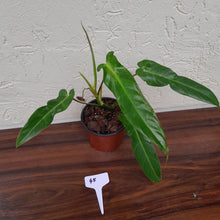 Load image into Gallery viewer, #45 Philodendron Bernardopazii