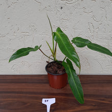 Load image into Gallery viewer, #45 Philodendron Bernardopazii