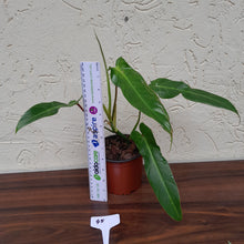 Load image into Gallery viewer, #45 Philodendron Bernardopazii