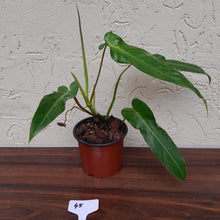 Load image into Gallery viewer, #45 Philodendron Bernardopazii