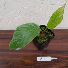 Load image into Gallery viewer, #J9 Pure White Bat Plant - Tacca Integrifolia