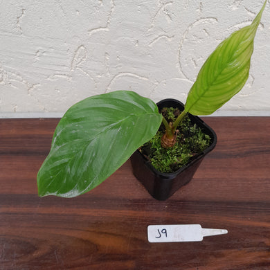 #J9 Pure White Bat Plant - Tacca Integrifolia