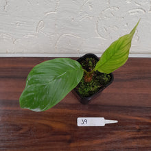 Load image into Gallery viewer, #J9 Pure White Bat Plant - Tacca Integrifolia