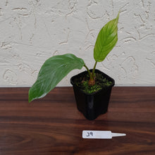 Load image into Gallery viewer, #J9 Pure White Bat Plant - Tacca Integrifolia