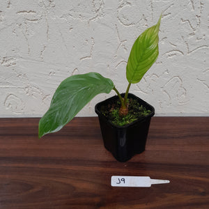 #J9 Pure White Bat Plant - Tacca Integrifolia
