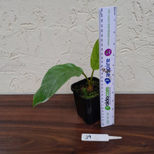 Load image into Gallery viewer, #J9 Pure White Bat Plant - Tacca Integrifolia