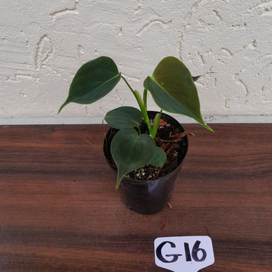 #G16 Philodendron Lupinum